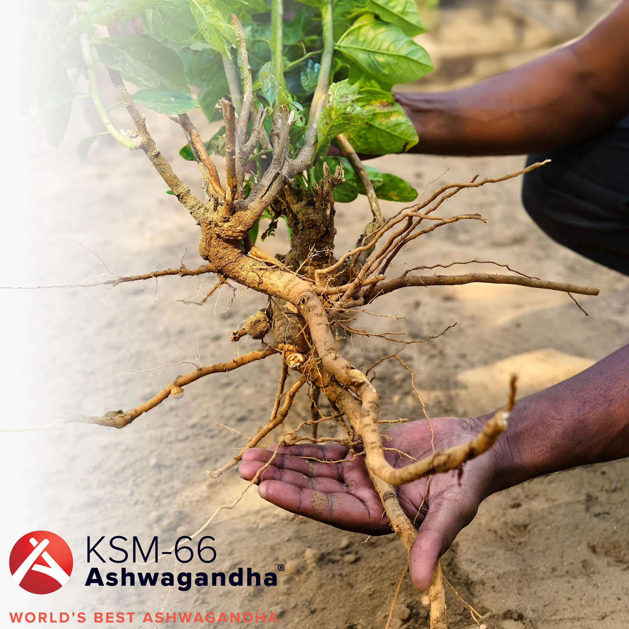 aswaganda s logem